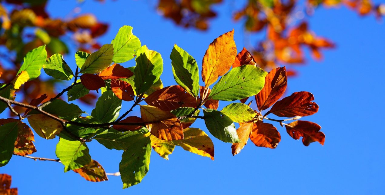 Arbre - Crématorium de Poitiers - La Société des Crématoriums de France