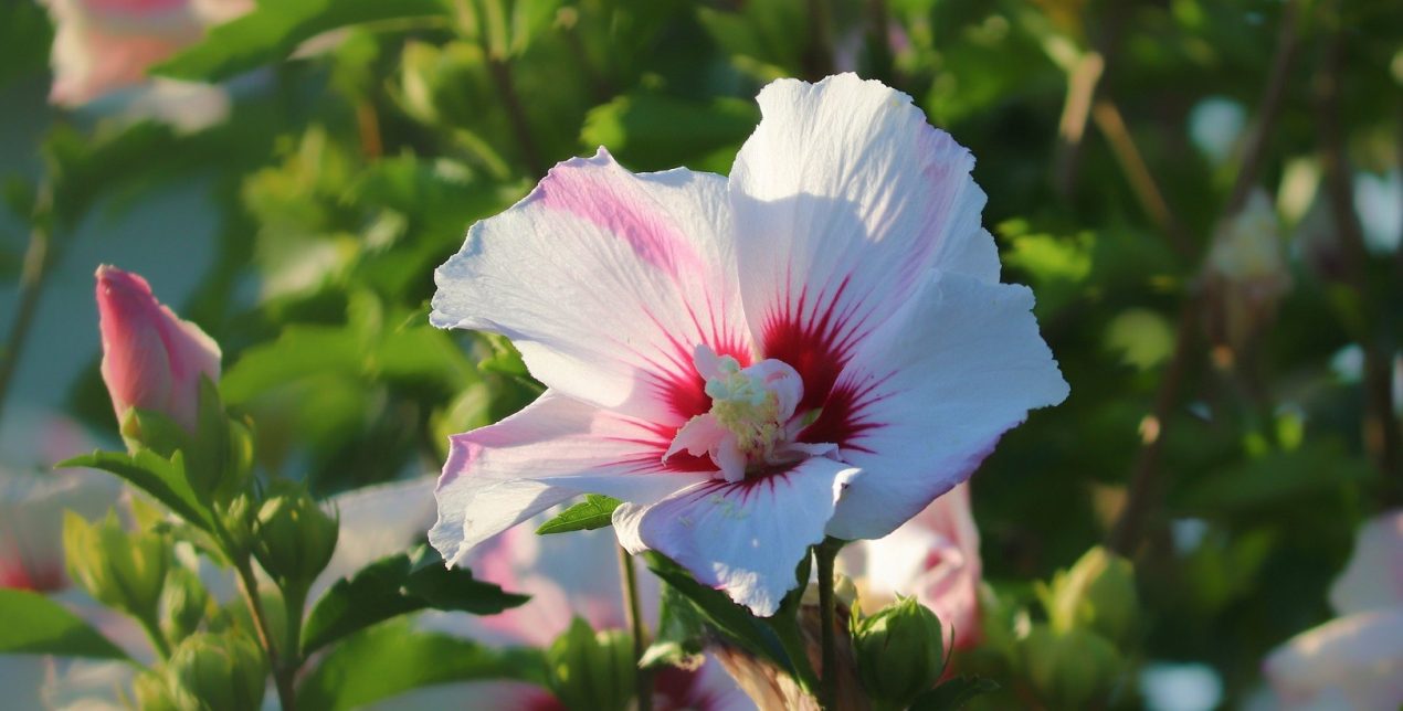 Hibiscus - Crématorium de la Martinique - La Société des Crématoriums de France