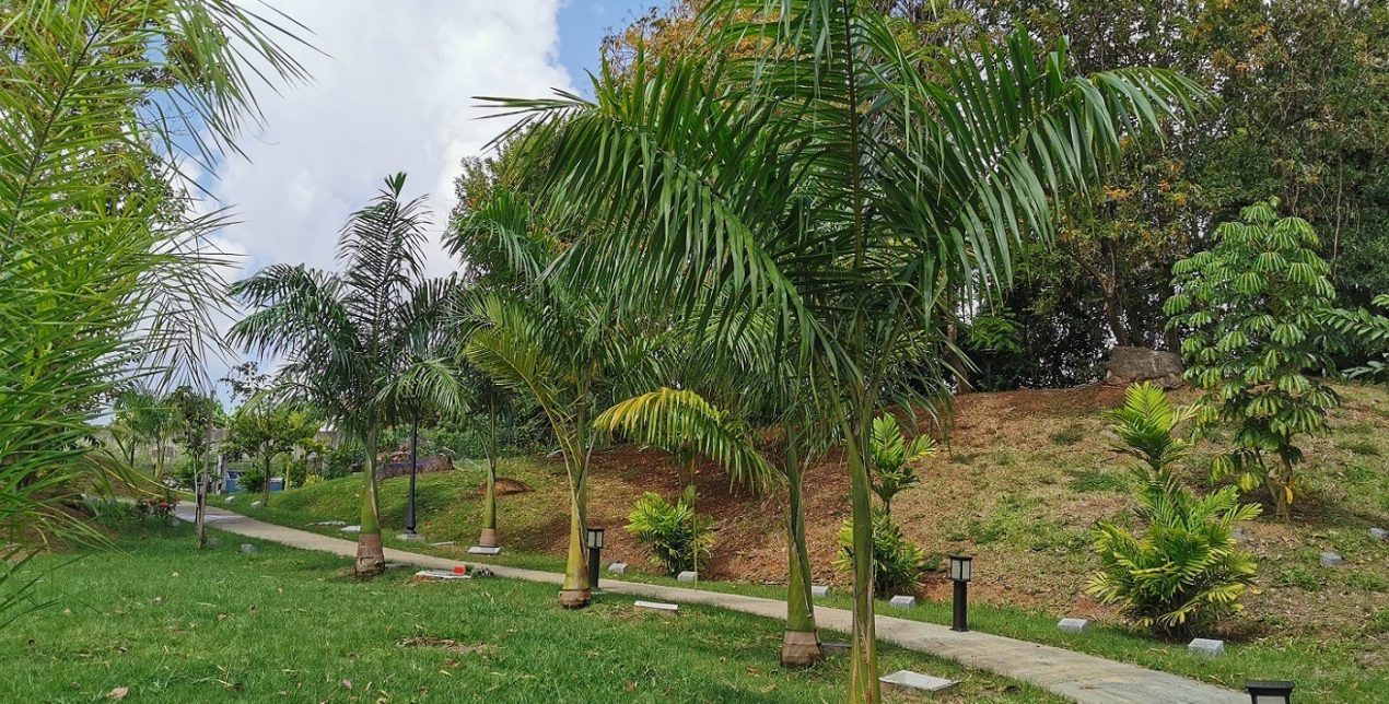 Palmier - Crématorium de la Martinique - La Société des Crématoriums de France