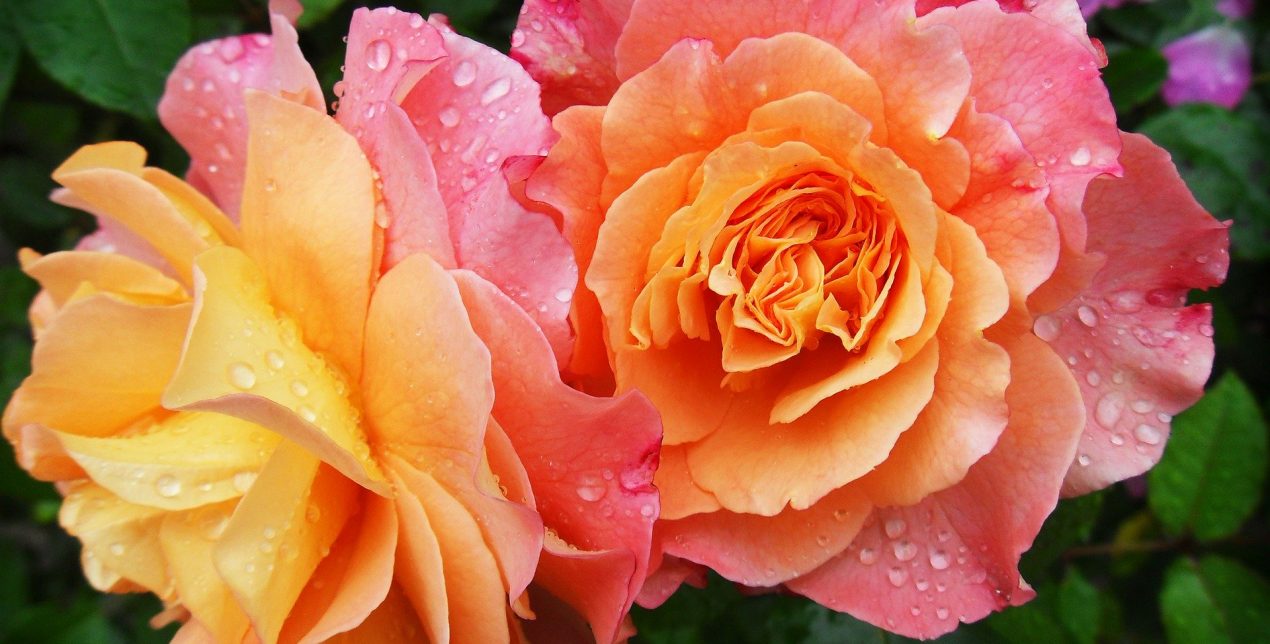 Rose - Crématorium de Poitiers - La Société des Crématoriums de France