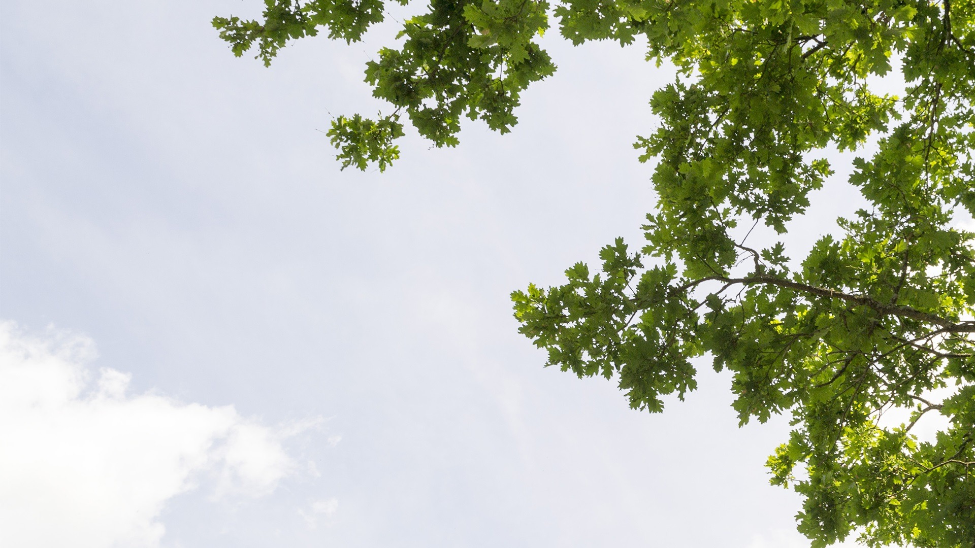 Crematoriums-de-France-Ciel-et-arbre